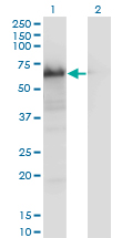 YAP / YAP1 Antibody - Western blot of YAP1 expression in transfected 293T cell line by YAP1 monoclonal antibody clone 2F12.