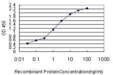 YAP / YAP1 Antibody - Detection limit for recombinant GST tagged YAP1 is approximately 0.03 ng/ml as a capture antibody.