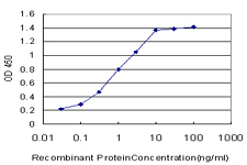 YAP / YAP1 Antibody - Detection limit for recombinant GST tagged YAP1 is approximately 0.03 ng/ml as a capture antibody.