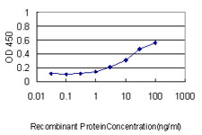 YBX1 / YB1 Antibody - Detection limit for recombinant GST tagged YBX1 is approximately 0.3 ng/ml as a capture antibody.