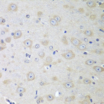 YES1 / c-Yes Antibody - Immunohistochemistry of paraffin-embedded mouse brain using YES1 antibody at dilution of 1:100 (40x lens).