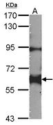 YES1 / c-Yes Antibody - Sample (30 ug of whole cell lysate). A: NIH-3T3. 7.5% SDS PAGE. YES1 antibody diluted at 1:1000.