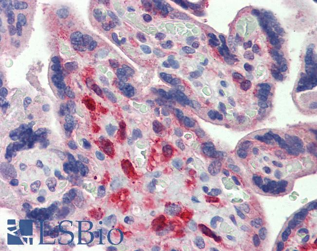 YES1 / c-Yes Antibody - Anti-YES1 antibody IHC of human placenta. Immunohistochemistry of formalin-fixed, paraffin-embedded tissue after heat-induced antigen retrieval. Antibody concentration 10 ug/ml.