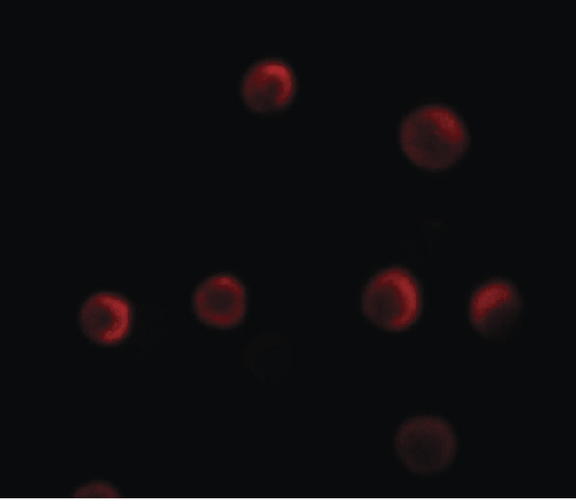 YPEL2 Antibody - Immunofluorescence of YPEL2 in HeLa cells with YPEL2 antibody at 5 ug/ml.