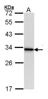 YWHAB / 14-3-3 Beta Antibody - Sample (30 ug of whole cell lysate). A: Raji. 12% SDS PAGE. YWHAB antibody diluted at 1:10000. 