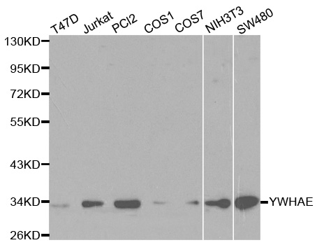 YWHAE / 14-3-3 Epsilon Antibody - Western blot analysis of extracts of various cell lines, using YWHAE antibody.