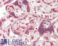 YWHAH / 14-3-3 Eta Antibody - Human Placenta: Formalin-Fixed, Paraffin-Embedded (FFPE)