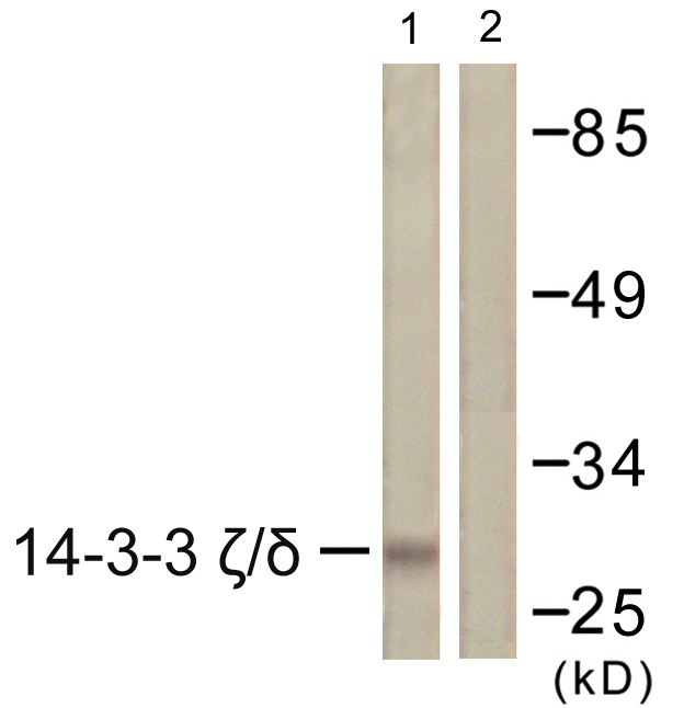 YWHAZ / 14-3-3 Zeta Antibody - Western blot analysis of lysates from K562 cells, using 14-3-3 zeta/delta Antibody. The lane on the right is blocked with the synthesized peptide.
