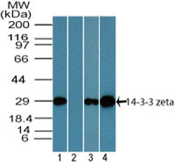 YWHAZ / 14-3-3 Zeta Antibody - Western blot of 14-3-3 zeta in human brain lysate in the 1) absence, 2) presence of immunizing peptide, 3) mouse brain lysate and 4) rat brain lysate in the absence of immunizing peptide using YWHAZ / 14-3-3 Zeta Antibody at 2 ug/ml. Goat anti-rabbit Ig HRP secondary antibody, and PicoTect ECL substrate solution, were used for this test.