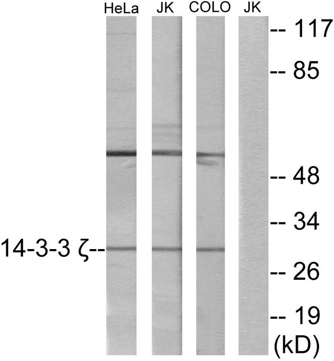 YWHAZ / 14-3-3 Zeta Antibody - Western blot analysis of lysates from HeLa, Jurkat, and COLO cells, using 14-3-3 zeta Antibody. The lane on the right is blocked with the synthesized peptide.