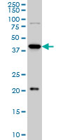 YY1 Antibody - YY1 monoclonal antibody clone 2C4 Western blot of YY1 expression in HeLa NE.