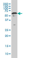 YY1 Antibody - YY1 monoclonal antibody clone 4A5 Western blot of YY1 expression in HeLa NE.