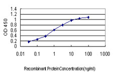 YY1 Antibody - Detection limit for recombinant GST tagged YY1 is approximately 0.03 ng/ml as a capture antibody.