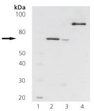 ZAP70 Antibody - Lane 1: MW marker, Lane 2: Jurkat, Lane 3: rat thymus, Lane 4: human recombinant GST tagged Zap-70.