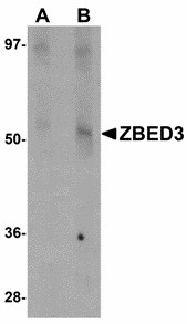 ZBED3 Antibody - Western blot of ZBED3 in rat lung tissue lysate with ZBED3 antibody at (A) 1 and (B) 2 ug/ml.