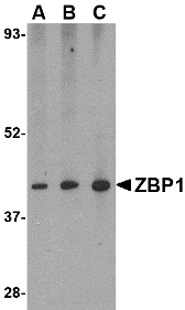 ZBP1 Antibody - Western blot of ZBP1 in mouse small intestine tissue lysate with ZBP1 antibody at (A) 0.5, (B) 1 and (C) 2 ug/ml.