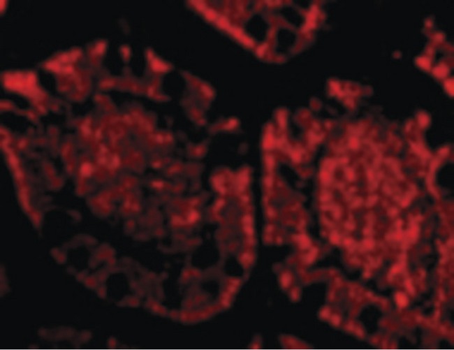ZBP1 Antibody - Immunofluorescence of ZBP1 in Human Small Intestine cells with ZBP1 antibody at 20 ug/ml.