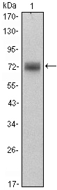 ZBTB16 / PLZF Antibody - Western blot using ZBTB16 mouse monoclonal antibody against HeLa (1) cell lysate.