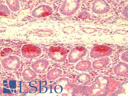 ZBTB3 Antibody - Anti-ZBTB3 antibody IHC staining of human small intestine. Immunohistochemistry of formalin-fixed, paraffin-embedded tissue after heat-induced antigen retrieval.
