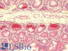 ZBTB3 Antibody - Anti-ZBTB3 antibody IHC staining of human small intestine. Immunohistochemistry of formalin-fixed, paraffin-embedded tissue after heat-induced antigen retrieval.