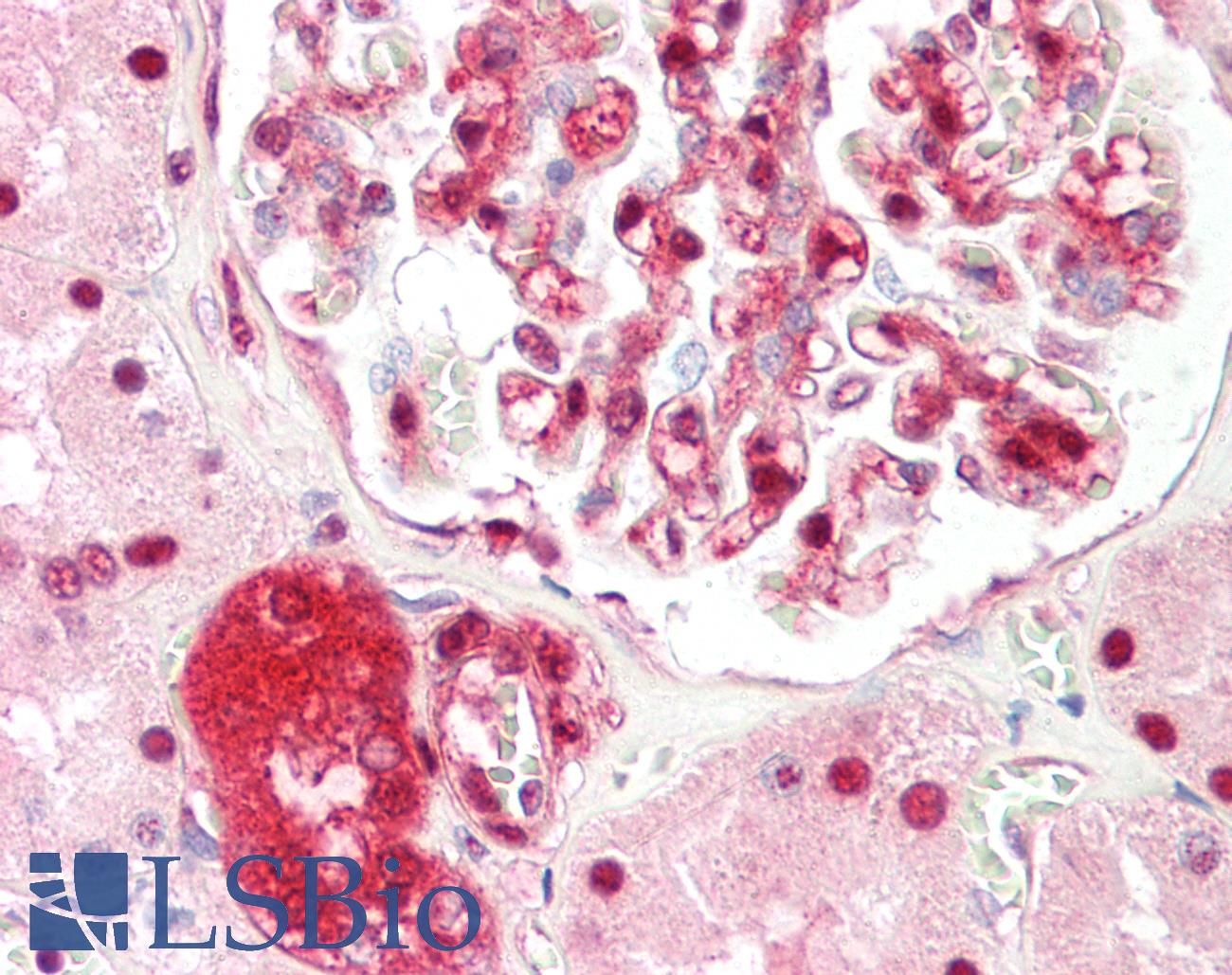 ZBTB40 Antibody - Anti-ZBTB40 antibody IHC staining of human kidney. Immunohistochemistry of formalin-fixed, paraffin-embedded tissue after heat-induced antigen retrieval.