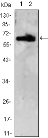ZBTB7B / HcKrox Antibody - Western blot using ZBTB7B monoclonal antibody against HEK293 (1,2) cell lysate.