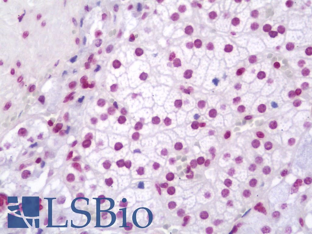 ZC3H12A / MCPIP1 Antibody - Anti-ZC3H12A / MCPIP1 antibody IHC staining of human adrenal. Immunohistochemistry of formalin-fixed, paraffin-embedded tissue after heat-induced antigen retrieval. Antibody dilution 1:100.