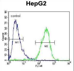 ZC3H12A / MCPIP1 Antibody - ZC12A Antibody flow cytometry of HepG2 cells (right histogram) compared to a negative control cell (left histogram). FITC-conjugated goat-anti-rabbit secondary antibodies were used for the analysis.