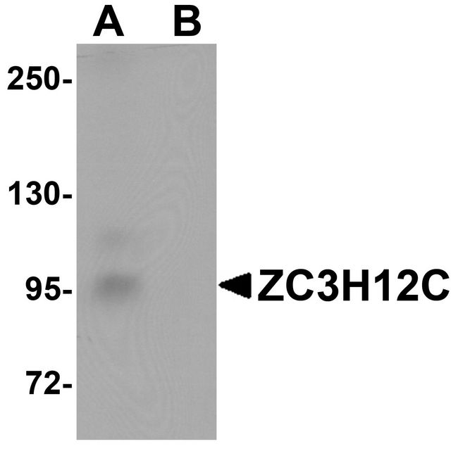 ZC3H12C Antibody - Western blot analysis of ZC3H12C in rat brain tissue lysate with ZC3H12C antibody at 1 ug/ml in (A) the absence and (B) the presence of blocking peptide.