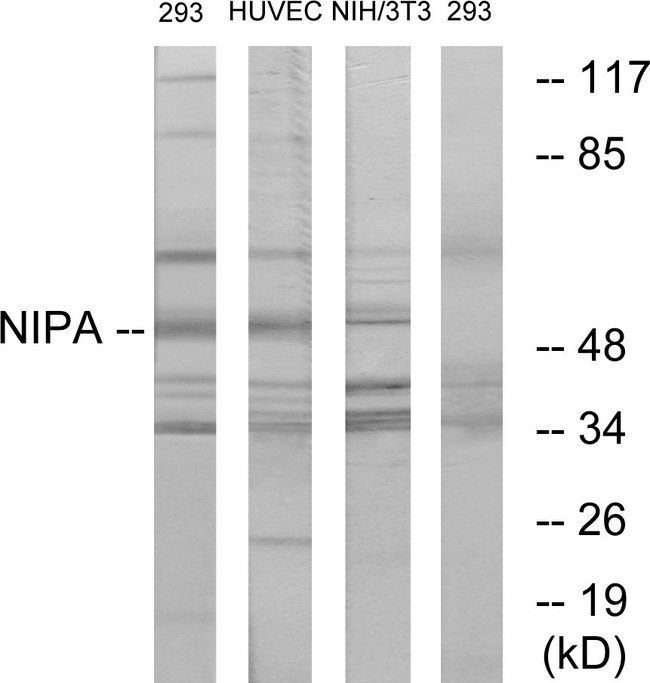 ZC3HC1 / NIPA Antibody - Western blot analysis of lysates from 293/HuvEc/NIH/3T3, using NIPA Antibody. The lane on the right is blocked with the synthesized peptide.