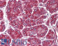 ZDHHC2 Antibody - Human Pancreas: Formalin-Fixed, Paraffin-Embedded (FFPE)