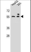 ZFP91 Antibody - ZFP91 Antibody western blot of HepG2,293 cell line lysates (35 ug/lane). The ZFP91 antibody detected the ZFP91 protein (arrow).