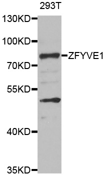 ZFYVE1 / DFCP1 Antibody - Western blot analysis of extracts of 293T cells.