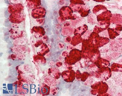 ZG16 Antibody - Human Small Intestine: Formalin-Fixed, Paraffin-Embedded (FFPE)