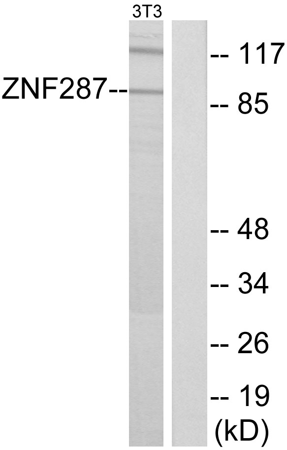 ZNF287 Antibody - Western blot analysis of lysates from NIH/3T3 cells, using ZNF287 Antibody. The lane on the right is blocked with the synthesized peptide.