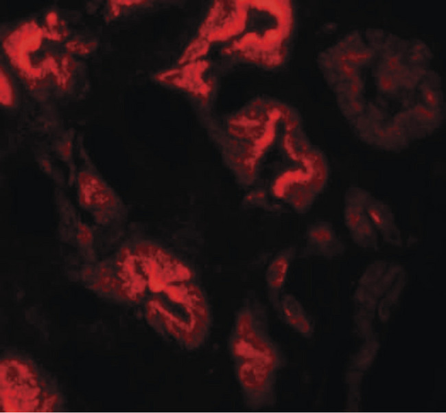 ZNF346 Antibody - Immunofluorescence of ZNF346 in human kidney tissue with ZNF346 antibody at 20 ug/ml.