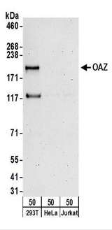 ZNF423 / OAZ Antibody - Detection of Human OAZ by Western Blot. Samples: Whole cell lysate (50 ug) from 293T, HeLa, and Jurkat cells. Antibodies: Affinity purified rabbit anti-OAZ antibody used for WB at 0.4 ug/ml. Detection: Chemiluminescence with an exposure time of 3 minutes.