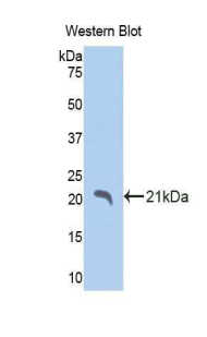 IHH Antibody - Western blot of recombinant IHH.  This image was taken for the unconjugated form of this product. Other forms have not been tested.