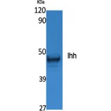 IHH Antibody - Western blot of Ihh antibody