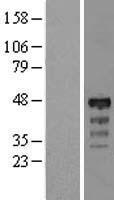 IIP45 / MIIP Protein - Western validation with an anti-DDK antibody * L: Control HEK293 lysate R: Over-expression lysate