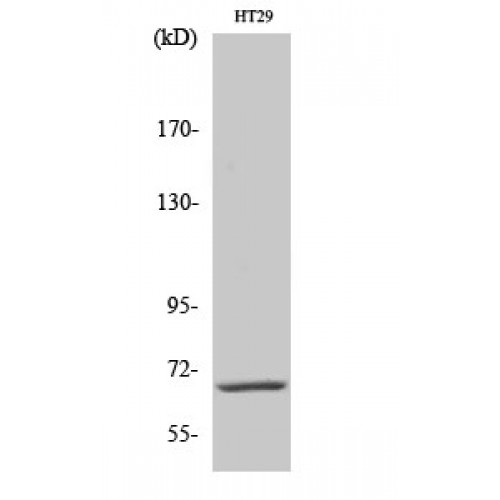 IK3-1 / CABLES1 Antibody - Western blot of Cables1 antibody