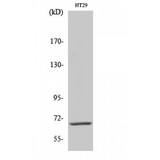 IK3-1 / CABLES1 Antibody - Western blot of Cables1 antibody
