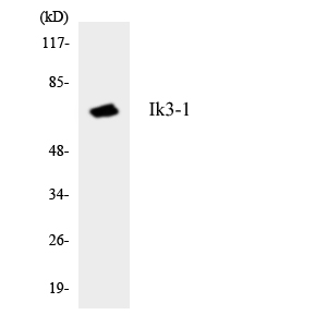 IK3-1 / CABLES1 Antibody - Western blot analysis of the lysates from HeLa cells using Ik3-1 antibody.