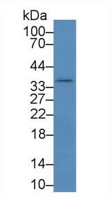 IKBIP Antibody - Western Blot; Sample: Mouse Liver lysate; Primary Ab: 2µg/mL Rabbit Anti-Rat IKBIP Antibody Second Ab: 0.2µg/mL HRP-Linked Caprine Anti-Rabbit IgG Polyclonal Antibody