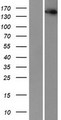IKBKAP / IKAP Protein - Western validation with an anti-DDK antibody * L: Control HEK293 lysate R: Over-expression lysate