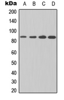 IKBKB / IKK2 / IKK Beta Antibody - Western blot analysis of IKK beta expression in THP1 (A); K562 (B); Raw264.7 (C); PC12 (D) whole cell lysates.