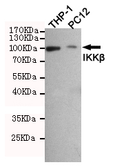 IKBKB / IKK2 / IKK Beta Antibody - Western blot detection of IKK beta in THP-1 and PC12 cell lysates using IKK beta mouse monoclonal antibody (1:500 dilution). Predicted band size: 87KDa. Observed band size:87KDa.