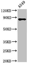 IKBKB / IKK2 / IKK Beta Antibody - Positive Western Blot detected in A549 whole cell lysate. All lanes: IKBKB antibody at 3.4 µg/ml Secondary Goat polyclonal to rabbit IgG at 1/50000 dilution. Predicted band size: 87, 86, 30, 80 KDa. Observed band size: 87 KDa