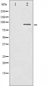 IKBKB / IKK2 / IKK Beta Antibody - Western blot analysis of IKK-beta expression in LPS treated 293 whole cells lysates. The lane on the left is treated with the antigen-specific peptide.