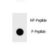 IKBKB / IKK2 / IKK Beta Antibody - Dot blot of Phospho-IKKB-S682 Antibody Phospho-specific antibody on nitrocellulose membrane. 50ng of Phospho-peptide or Non Phospho-peptide per dot were adsorbed. Antibody working concentrations are 0.6ug per ml.